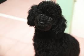 Select from premium standard poodle of the highest quality. Black Standard Poodles Photos Royalty Free Images Graphics Vectors Videos Adobe Stock