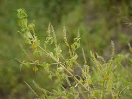 Image result for Basilicum