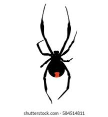 The venom cause a disease called latrodectism. Icon Silhouette Poisonous Black Widow Spider Stock Vector Royalty Free 584514811