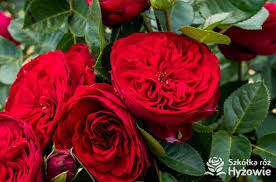 Zamówione nowe róże pnące przywiózł osobiście p.grzegorz hyży właściciel najlepszej w regionie szkółki róże ogrodowe, chcąc przy okazji . Szkolka Roz Hyzowie Posts Facebook