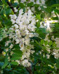 Image result for Acacia