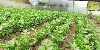 This is alejandro restrepo's music collection on bandcamp. Inter American Institute For Cooperation On Agriculture Iica Global Bioeconomy Summit 2020