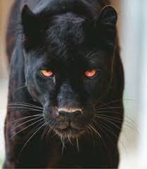 Follow Wildlifefriend For The Most Amazing Wildlife Photos Wildlifefriend Black Jaguar Photograph By C Tambako Black Jaguar Panther Images Black Panther