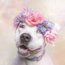 Pitbullar Ve Cicek Cocuklar Pitbull Hayvanlar Kopek