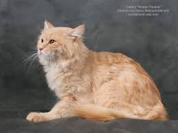 Although there are mentions of the breed as early as 1,000 ad, its exact beginnings are not known. Russian Siberian Beautiful Cat Male Cream Spotted Tabby Yellow Eyes In Our Cattery Strana Chudes You Can Choose B Cats Siberian Cats For Sale Pretty Cats