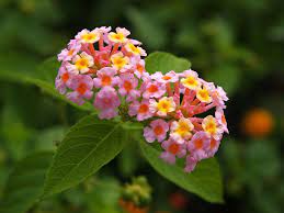 Flowers Photos Of Lantana Flowers Online Lantana Flower Lantana Insect Repellent Plants