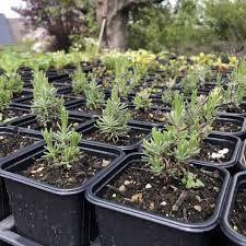 Sie behält ihr laub über den winter, wodurch sie für kahlfröste anfällig ist. Bio Lavendel Lavandula Angustifolia Lamiaceae Naturkrautergarten