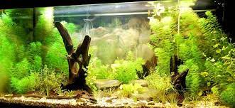 Best Led Aquarium Lighting For Healthy Plants 2021 Reviews