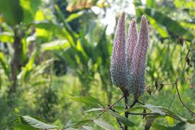 Image result for Uraria