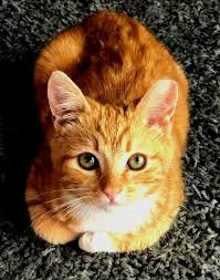 Pin By Oriele Valdes On Orange Cats Kittens Orange Cats Unique Cats White Cats