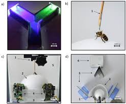 In paris, undefined discover texas licensed certified applicator of pesticides, ricky g. Associative Visual Learning By Tethered Bees In A Controlled Visual Environment Scientific Reports