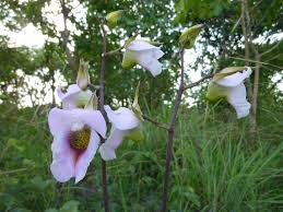 Image result for Eulophia cucullata