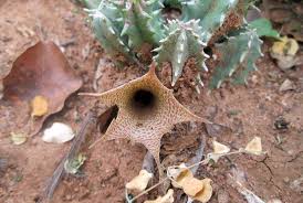 Image result for Huernia longituba