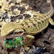 Bearded Dragon For Sale Baby Bearded Dragons For Sale Online Near Me In 2020 Bearded Dragon Baby Bearded Dragon Bearded Dragon Care