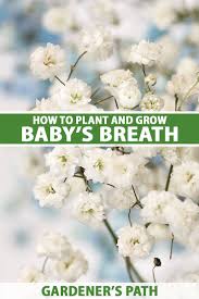 Who says you can't buy flowers for your husband or boyfriend? How To Grow Baby S Breath Gypsophila Gardener S Path