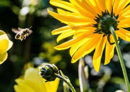 Which flowers do bees like best? Pollinators Tips For Attracting More Bees Butterflies