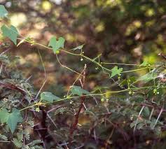 Image result for Zehneria