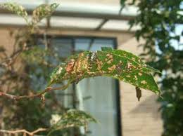 エゴノキの葉に虫が大量発生 Okwave