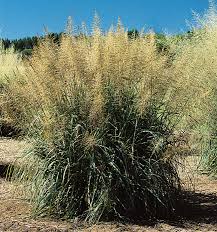 Image result for Sporobolus tenuissimus