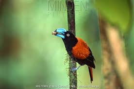 Image result for Vangueria vestita