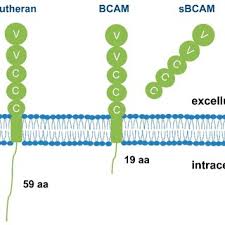 Image result for bCAM