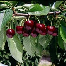 This is a much less expensive option, and it's even surprisingly easy! Cherries Planting Pruning Chris Bowers