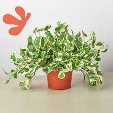 Horti is a plant subscription service for people who want to create and care for indoor gardens. Plant Subscription Box Limited Available Green Door Garden