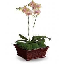 Check spelling or type a new query. Divine Orchid In Atlanta Ga Designs By Ttoc Floral And Decor