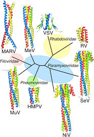 Marburg virus (marv) causes marburg virus disease in humans and nonhuman primates, a form of viral hemorrhagic fever. Crystal Structure Of The Marburg Virus Vp35 Oligomerization Domain Journal Of Virology