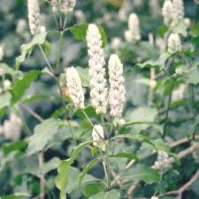 Image result for Justicia betonica