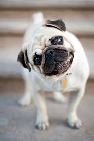 Black And Tan Pug Puppies Pin By Pam Escalona On Pug In 2020 Best Apartment Dogs Quiet Dog Breeds Apartment Dogs