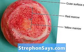 Dan lagi… wbc itu ga bener bener white. Perbezaan Antara Sumut Bone Merah Dan Kuning Perbezaan Antara 2021