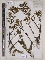 Image result for Bergia capensis