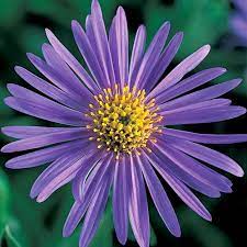 20 Favorite Perennial Flowers Flowers Perennials Best Perennials Garden Flowers Perennials