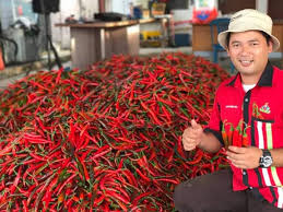 Cili (capsicum frutescens) merupakan tanaman jangka singkat bernilai tinggi yang ditanam secara meluas di malaysia. Jutawan Cili Urus Kebun Guna Jam Tangan Utusantv