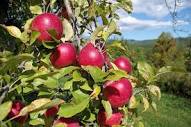 Apple Farm Orchards near Asheville and Hendersonville