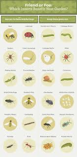 Everything You Need To Know About Getting Rid Of Common Garden Pests Garden Insects Garden Pests Garden Pest Control