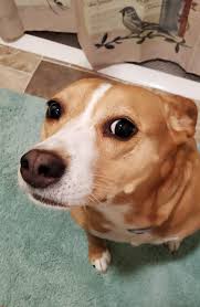 I'm new to this group. Thank you all for allowing Willow and me to join!