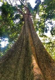 Image result for Khaya anthotheca