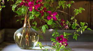 Start seeds of statice flowers indoors, eight to ten weeks before the last frost date. Best Wild Flowers For Diy Bouquets