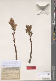 Image result for Alectra orobanchoides