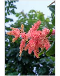 Image result for Triplaris americana