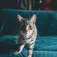 The wounds that result from the cat's claws can become infected but all of the cats in the. The 13 Best Cat Breeds For First Time Owners Affectionate Pet Cats