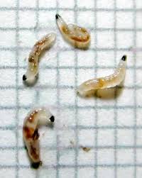 The little white worms you might find in your houseplants' soil are not actually worms at all. Fungus Gnat Larvae Icps