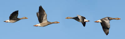 In diesen tagen ziehen zahlreiche vögel wieder in den süden und damit in deutlich nahrungsreichere gebiete. Woher Wissen Zugvogel In Welche Richtung Sie Fliegen Mussen Spektrum Der Wissenschaft