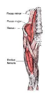 Anatomy of groin and adductors ernest schilders the groin canal inguinal canal connects the inside with the outside of the abdomen and is an opening in the stomach muscles that contains the spermatic cord the canal is like a tube with 4 sides front layer external oblique fascia back layer posterior wall medial layer straight abdominal muscles and lateral layer inguinal ligament Long Standing Groin Pain In A Male Athlete