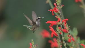 For such, choosing the best food and the best hummingbird feeder among the many varieties should be done very carefully. Plant A Hummingbird Garden Using The Watersaver Landscape Coupon Garden Style San Antonio