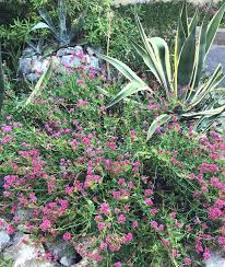 Jardin Plante Fleurs Jardins Planter Des Fleurs Fleurs