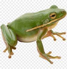 Download Frog Png Images Background Png Free Png Images Png Images Free Png Frog