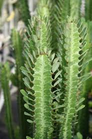 Euphorbia trigona royal red (this plant comes in a 3.5 inch pot. In My Current Collection How To Care For An African Milk Tree Green Good Luck Cactus Euphorbia Lactea African Milk Tree Planting Succulents Plants